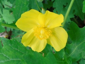 wood poppy